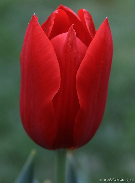 Red Tulip