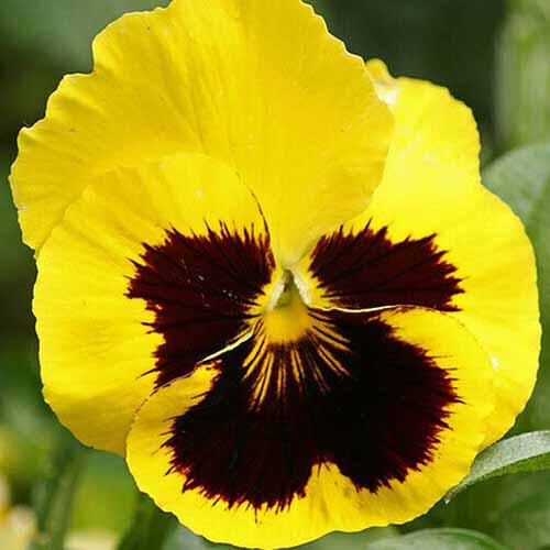 Pansy Swiss giant Yellow