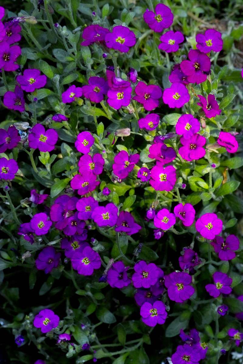 Rock Cress "Whitewell Gem"