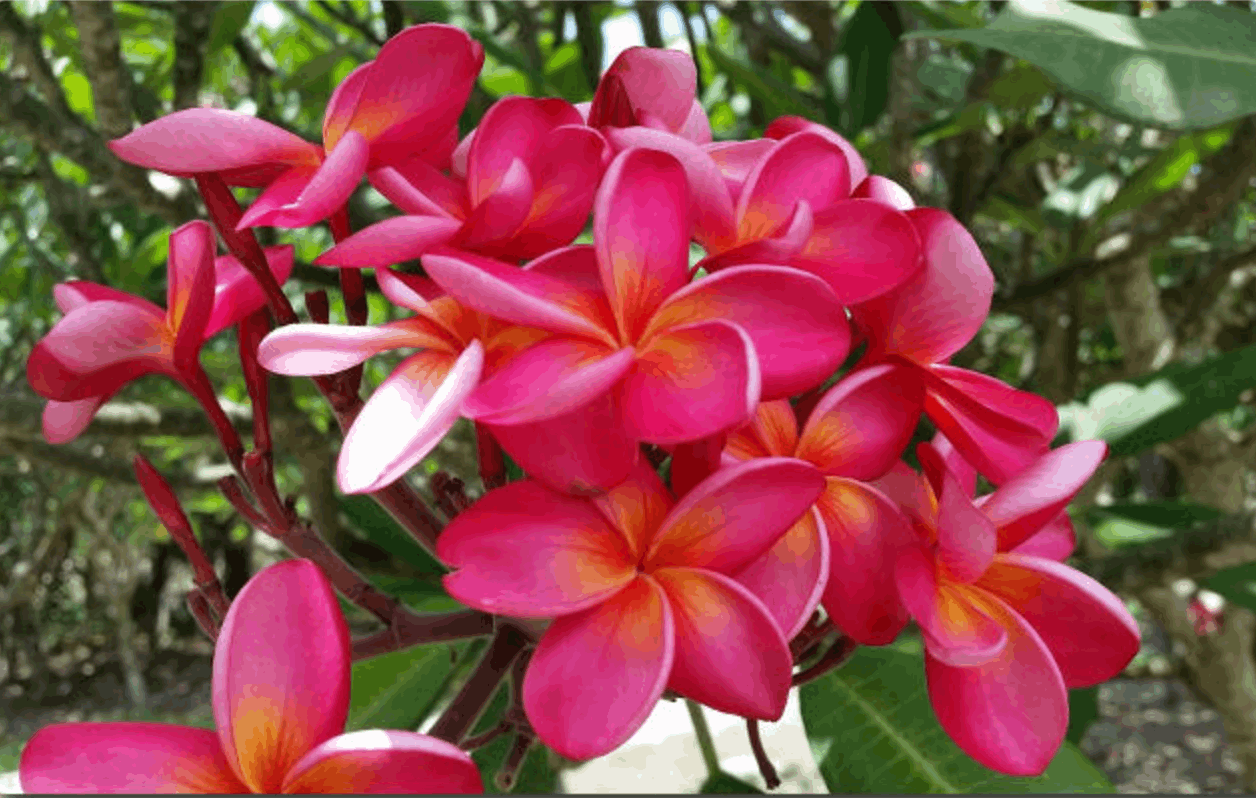 Plumeria rubra "Wailea"