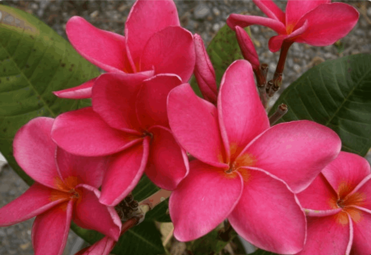 Plumeria rubra "Sexy Pink"