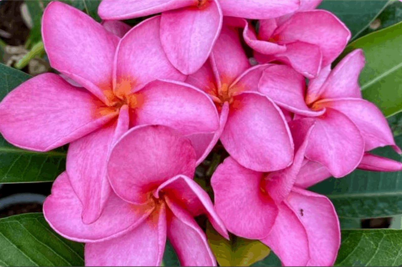 Plumeria rubra "Tawan Shine"