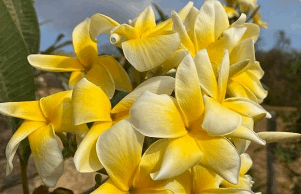 Plumeria rubra "Tong Tipakon"