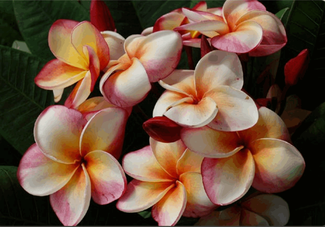 Plumeria rubra "Thong Thaweekhun"