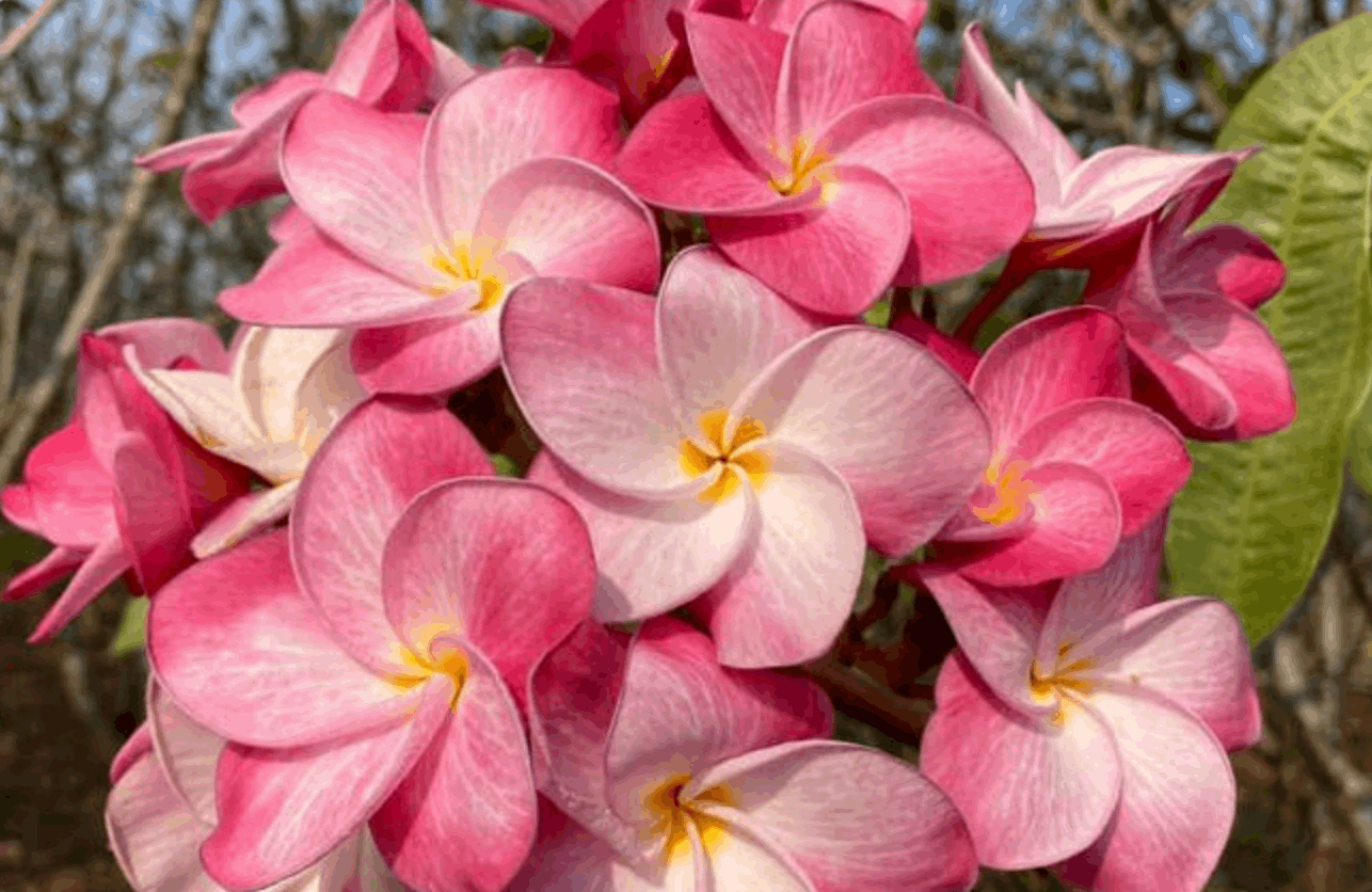 Plumeria rubra "Pink Twirl"