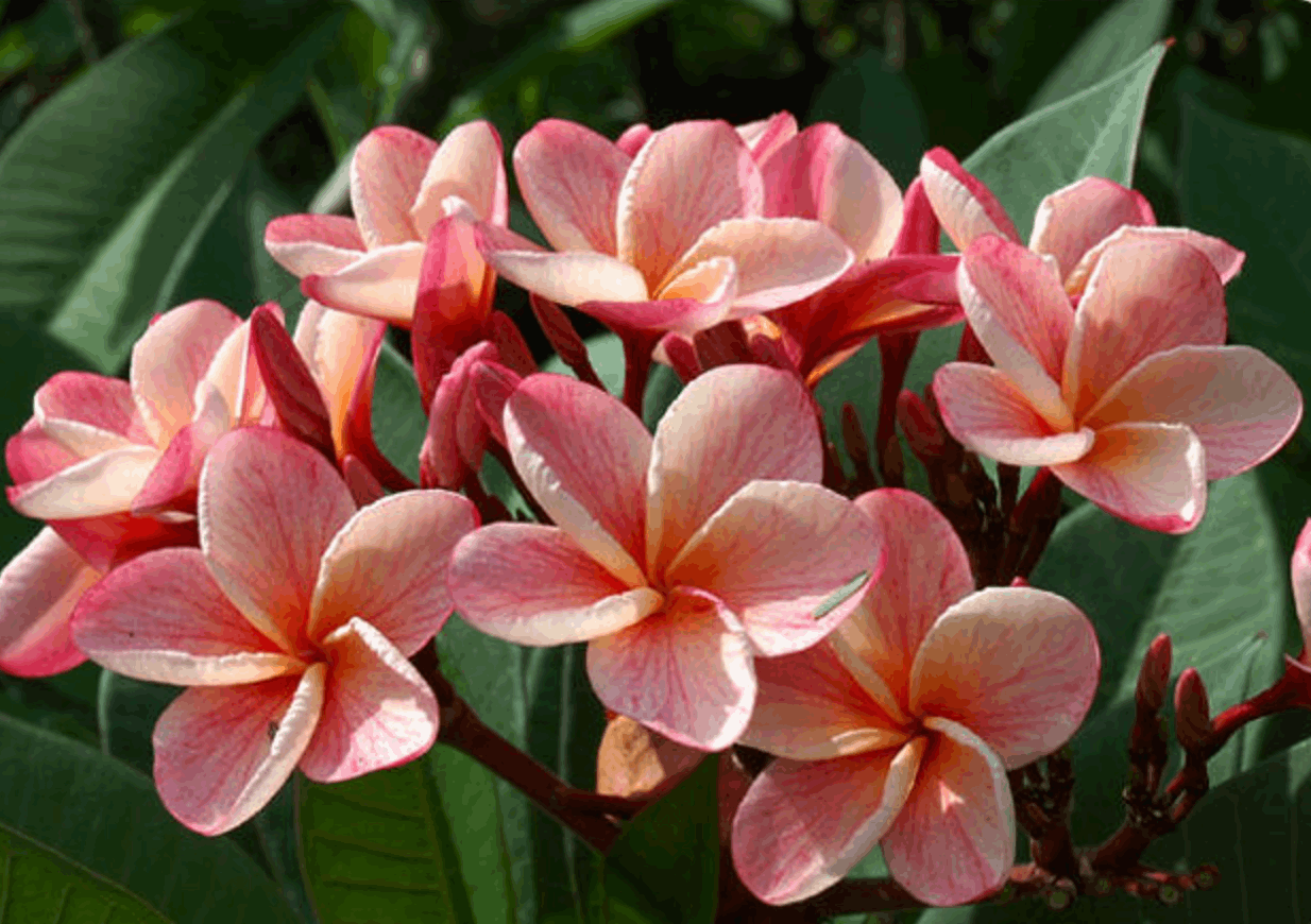 Plumeria rubra "P-3"