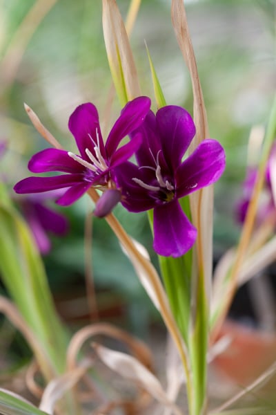 سباراكسيس غرانديفلورا - زهرة المهرج كبيرة الأزهار