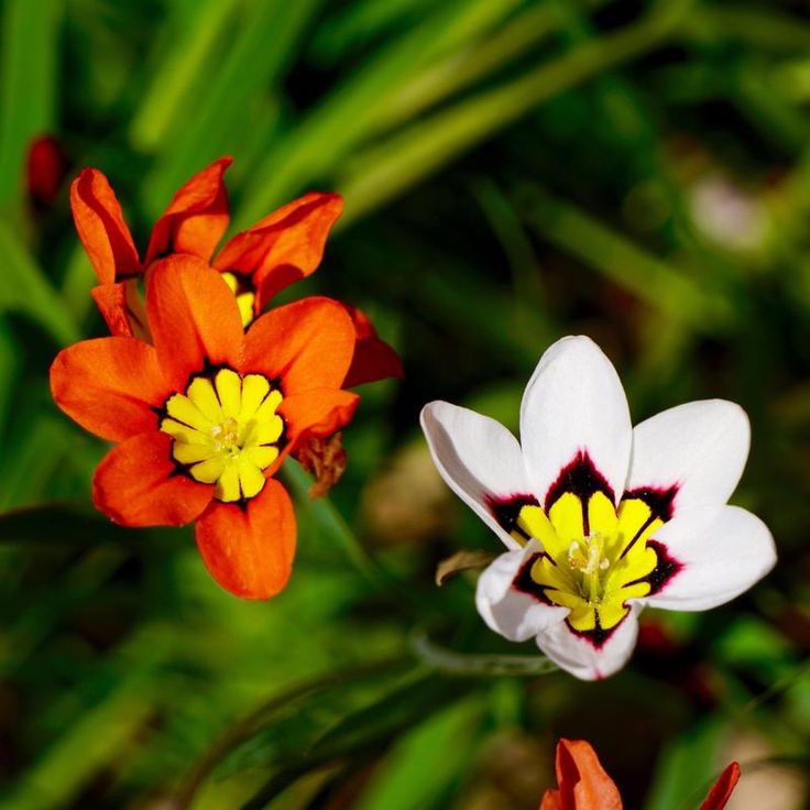 سباراكسيس ثلاثي الألوان - زهرة المهرج