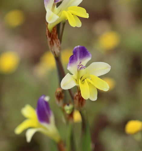 سباراكسيس فيلوزا - زهرة المهرج المشعرة