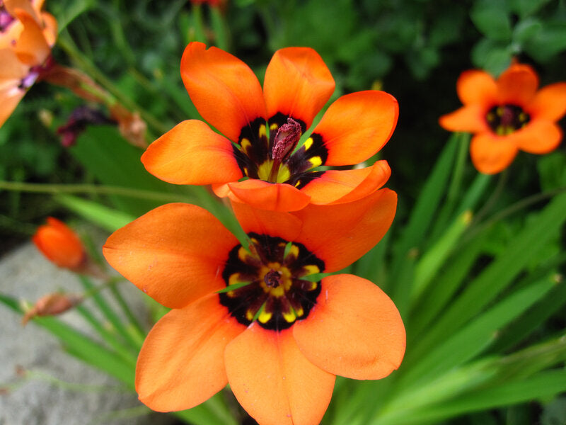 سباراكسيس إليجانس - زهرة المهرج