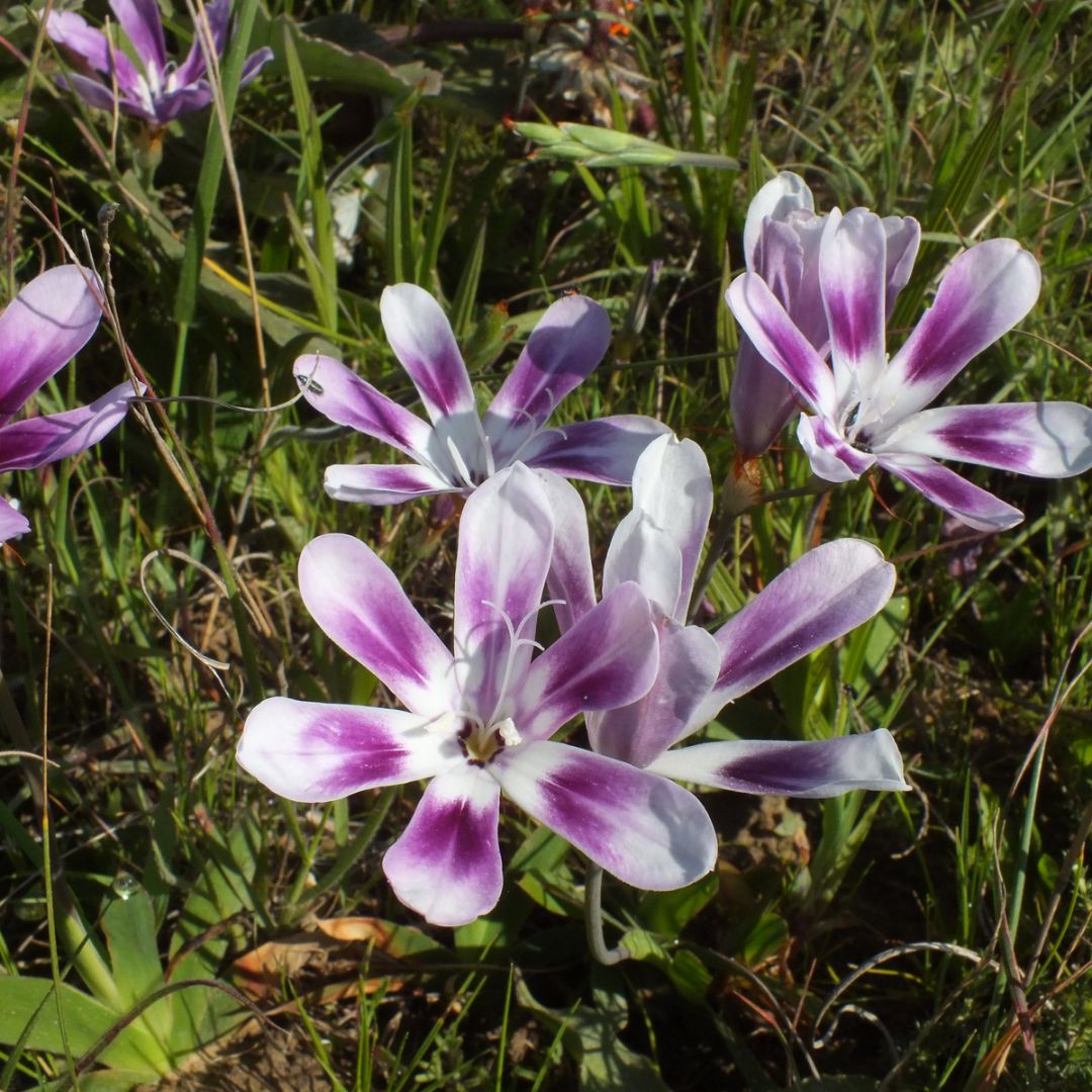 سباراكسيس غرانديفلورا تحت النوع فيولاسيا - زهرة المهرج البنفسجية