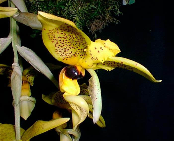 Stanhopea inodora green with dark eye spot orchid