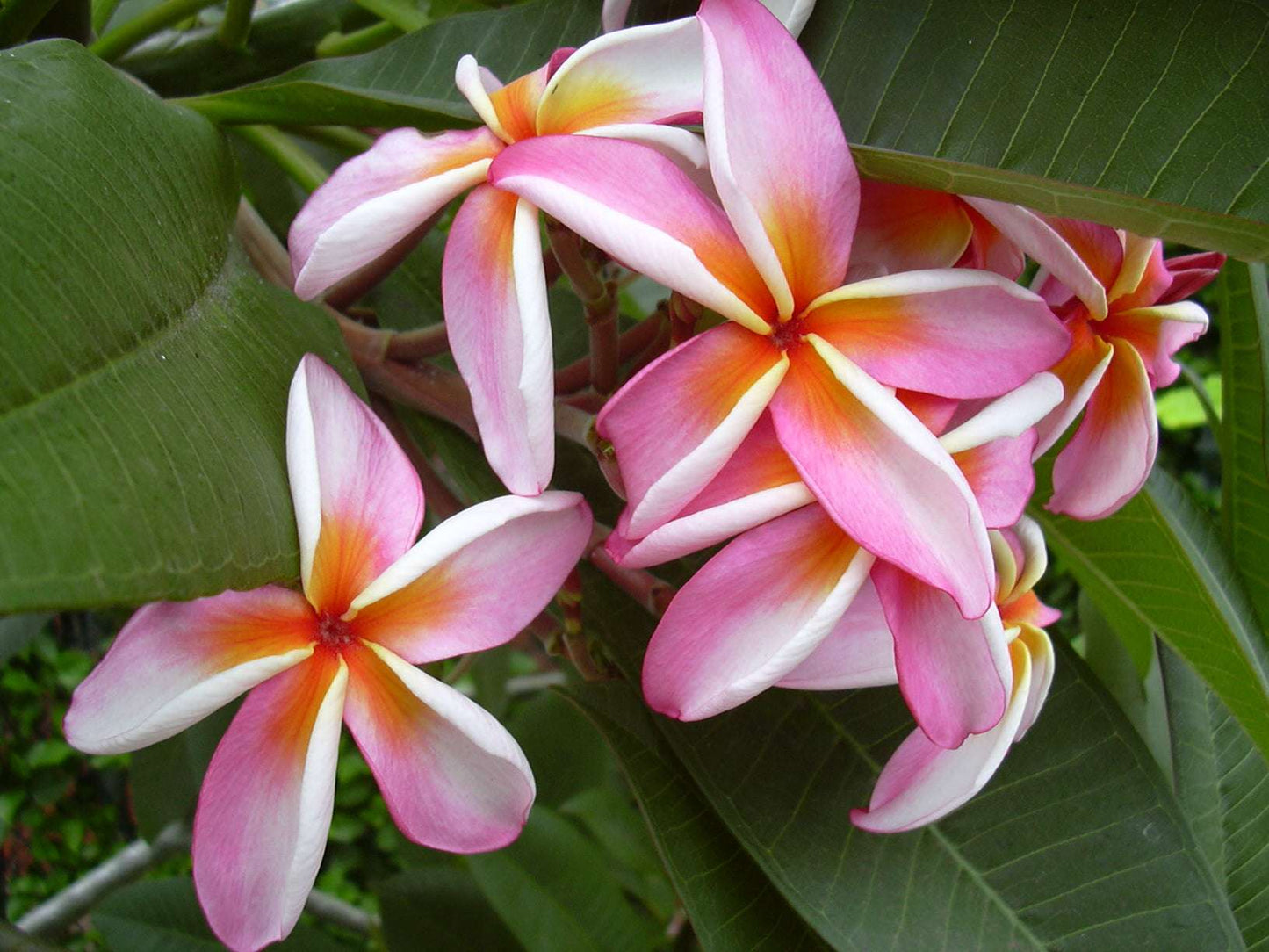 Dean Conklin Plumeria Rubra