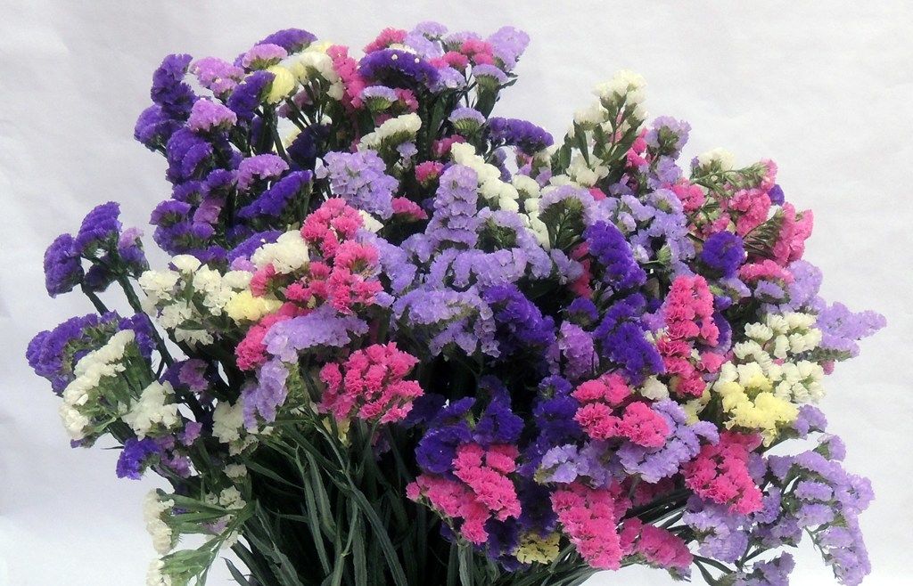 Statice Petit Bouquet mix