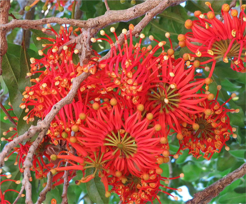 Stenocarpus sinuatus Firewheel Tree