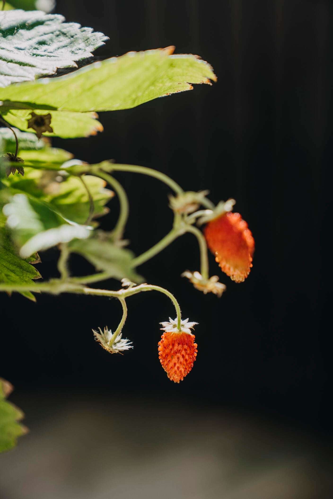 Strawberry - Rainbow Treasure