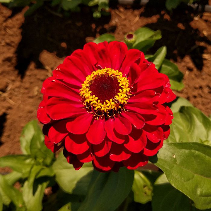 Super Yoga Scarlet Zinnia Blosskin