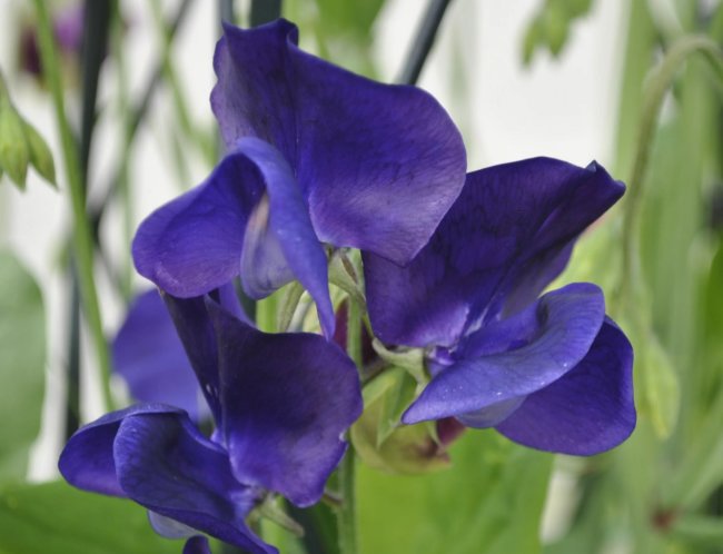 Sweet Pea Dwarf - Navy Blue