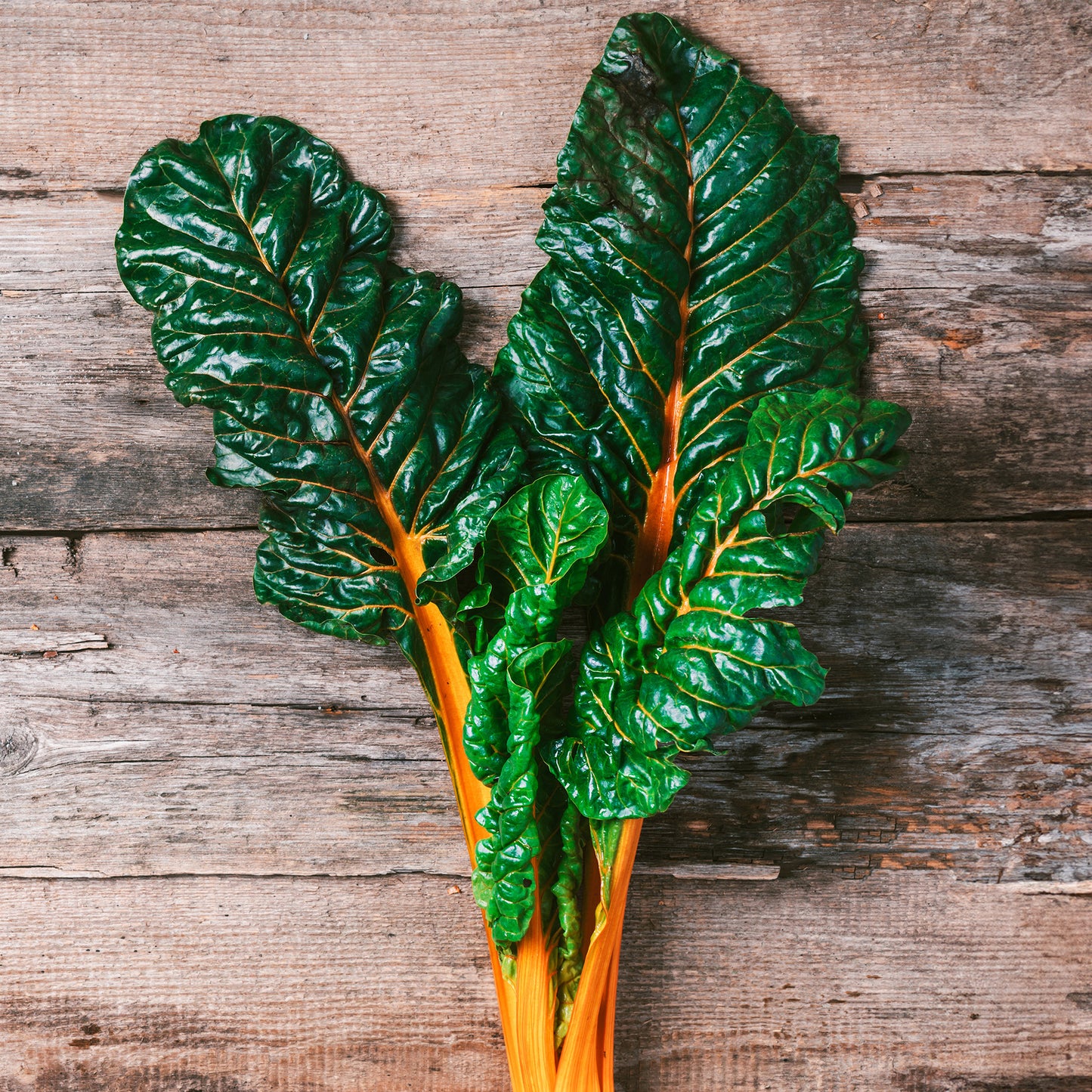 Swiss chard 'Orange glory'