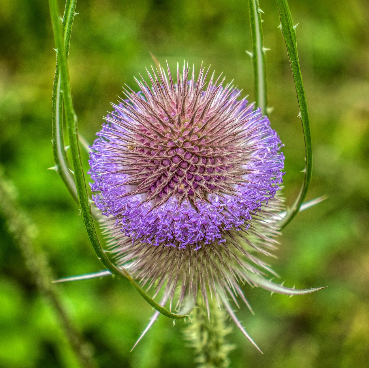 Teasel