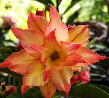 Adenium Obesum Double Sunstar