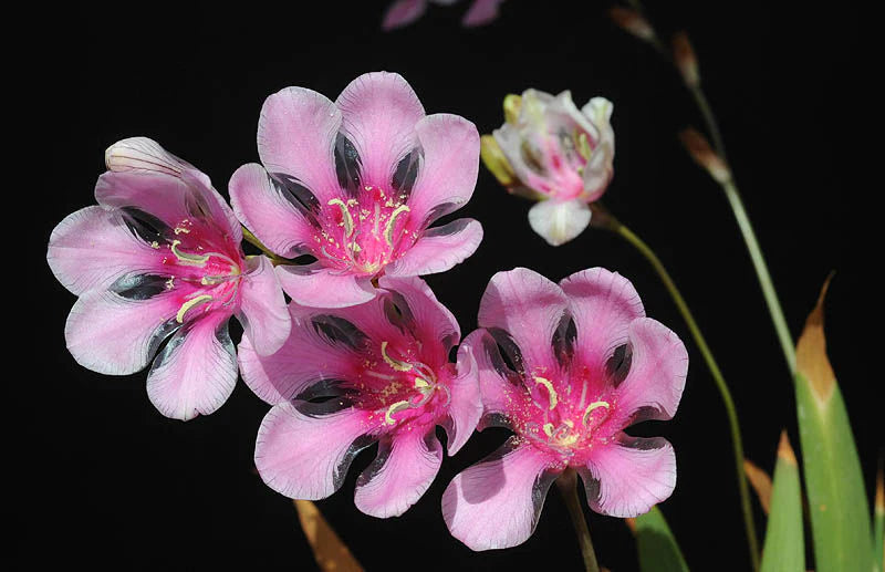 Tritonia squalida