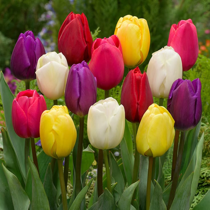 Tulip Mix