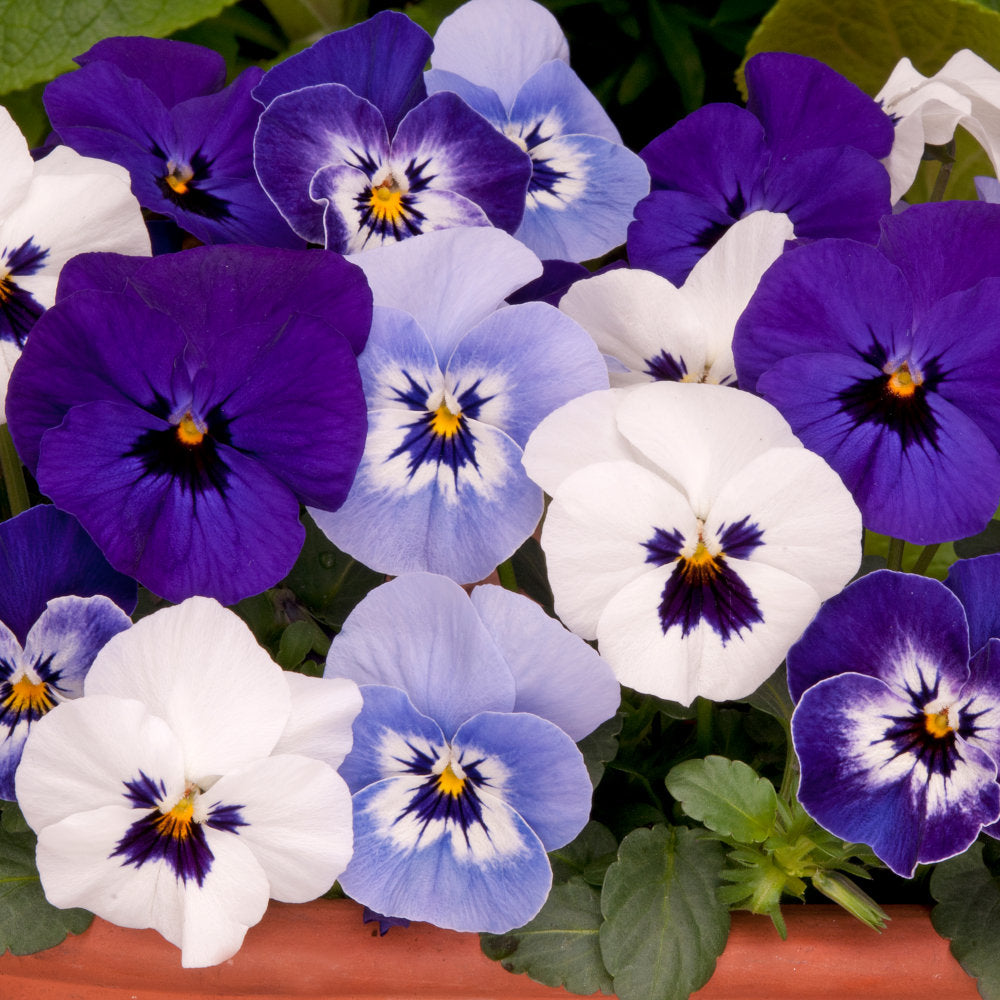 Viola 'Bambini' mixed