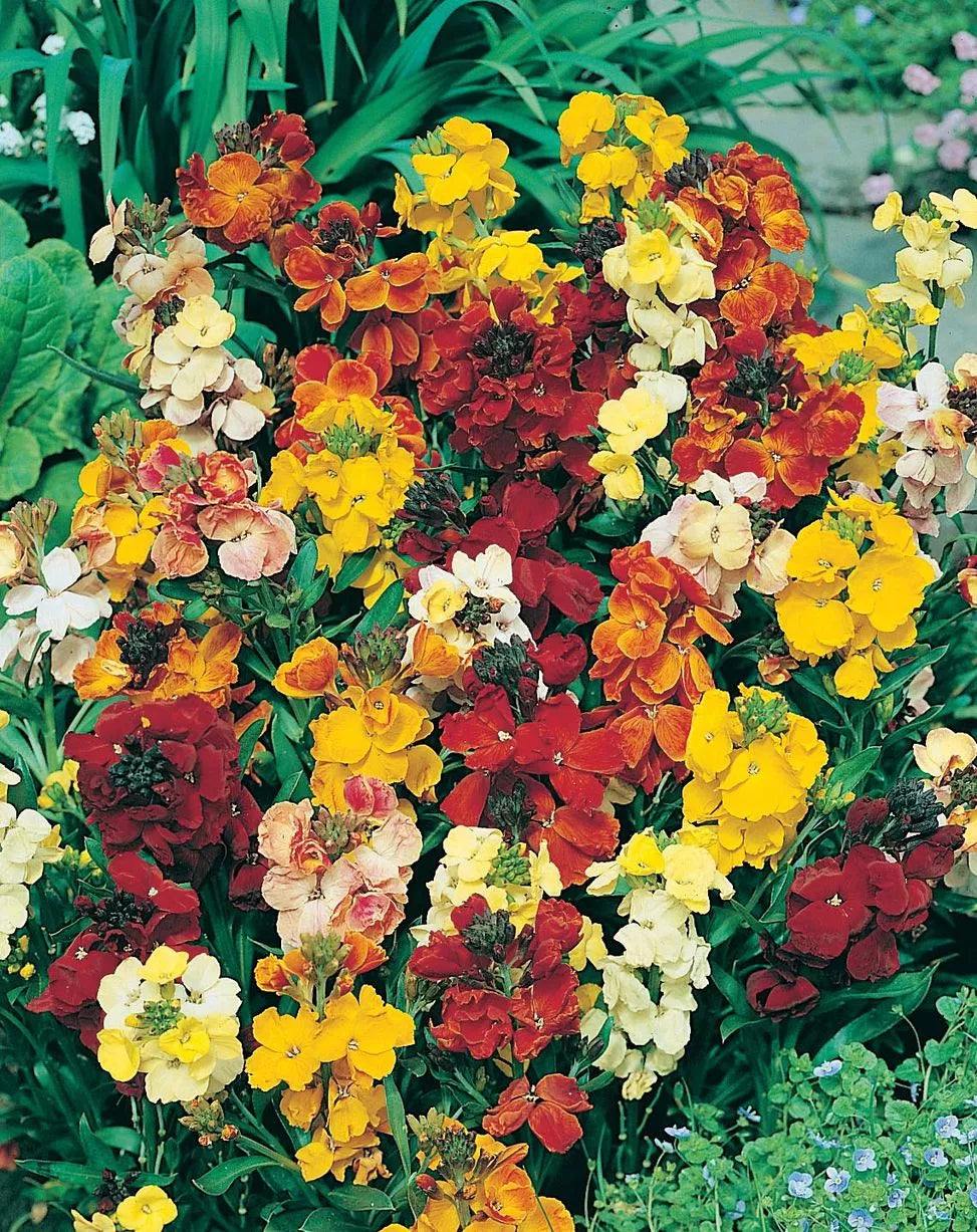 Wall Flower Centaurea Monorch Fair Lady