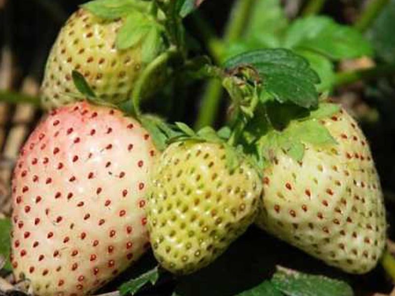 Alpine Strawberry 'White Soul'