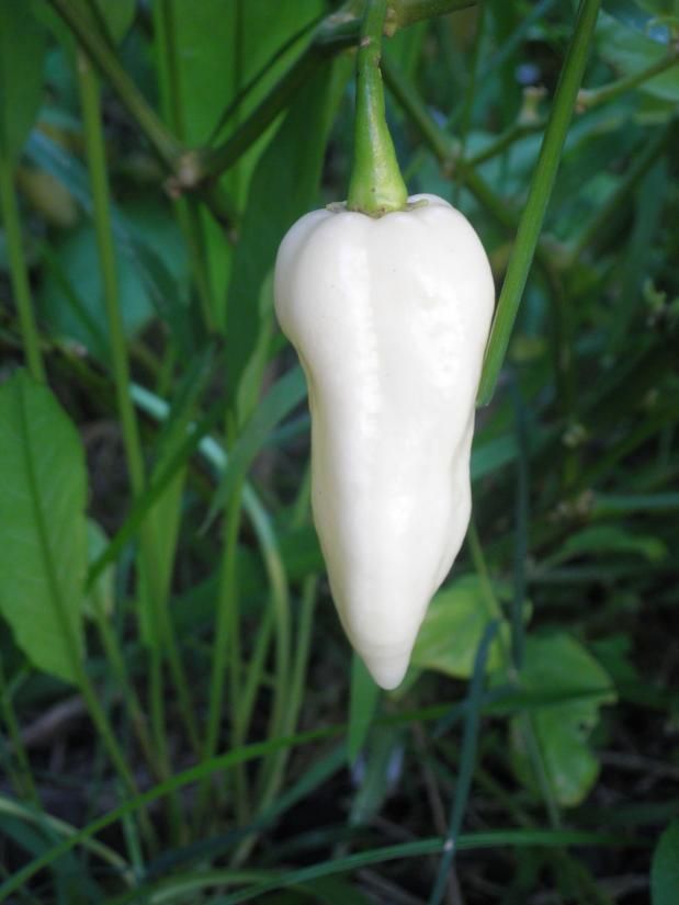 White Bhut Jolokia Pepper
