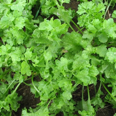 Wrinkled Crinkled Cress