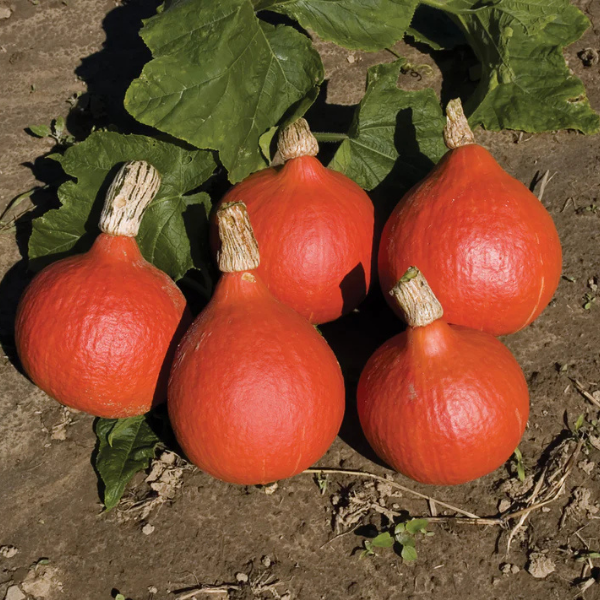 Hokkaido Pumpkin