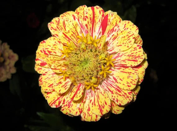 Zinnia Dahlia 'Candy Stripe'