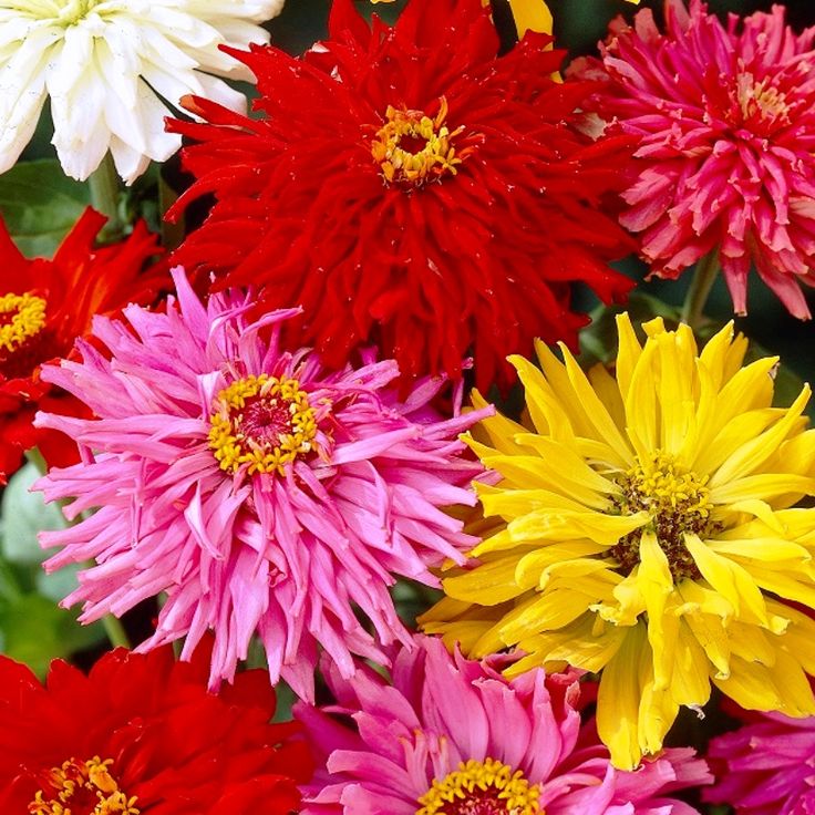 Zinnia purpeeana giants mixed