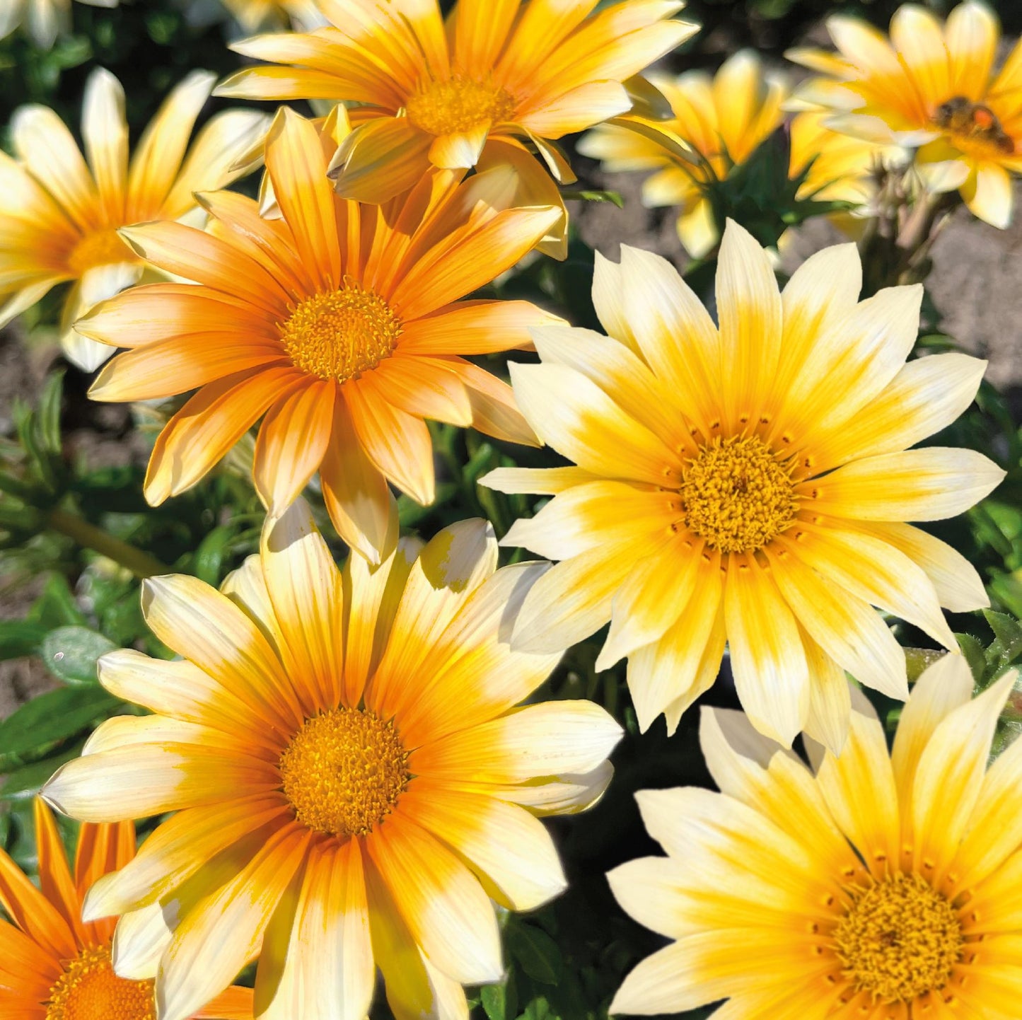 Gazania Rigens Sunny Side Up