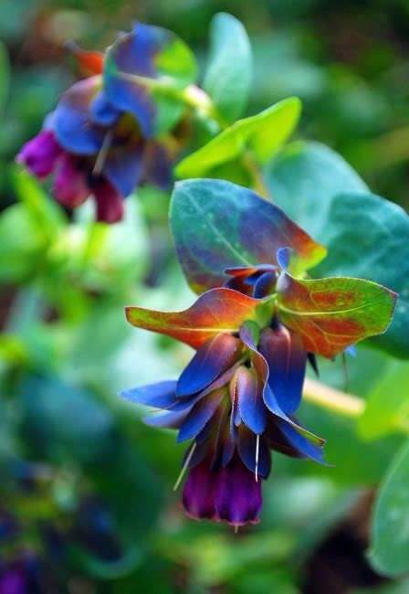 Honeywort - Cerinthe Major