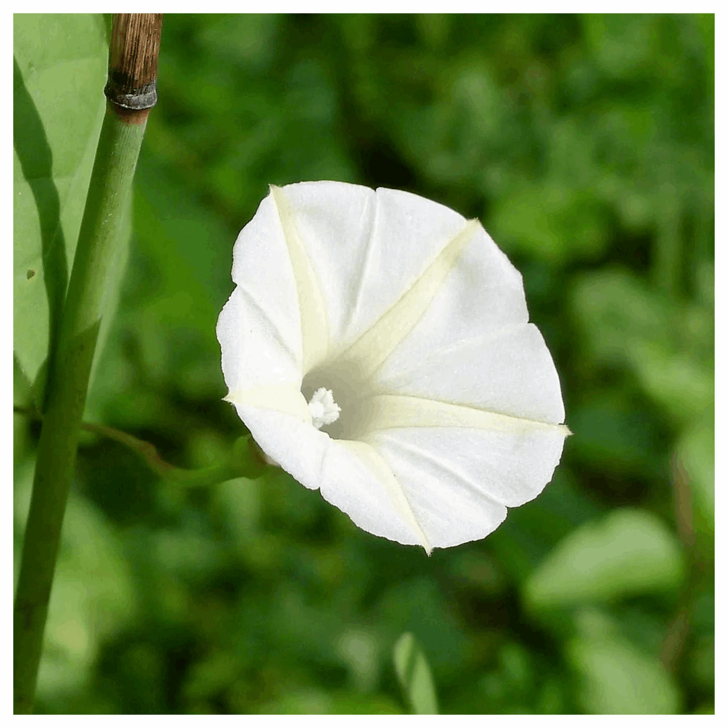 Ipomoea Moonflower