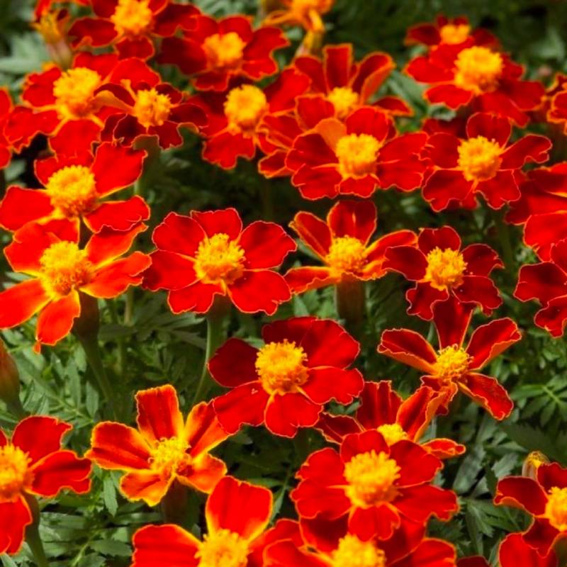Signet Marigold Red Gem