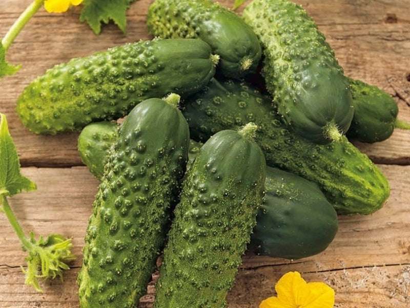 Cucumber F1 'Zefir' - Cucumis sativus