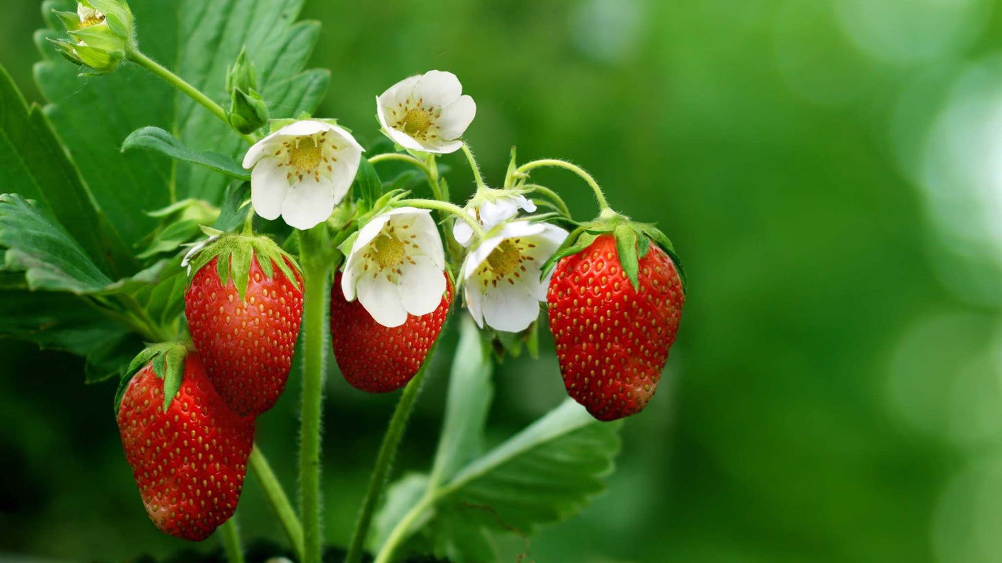 Rujana Strawberry