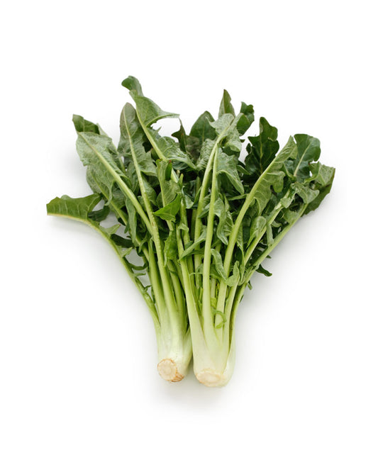 رأس الهندباء من مولفيتا