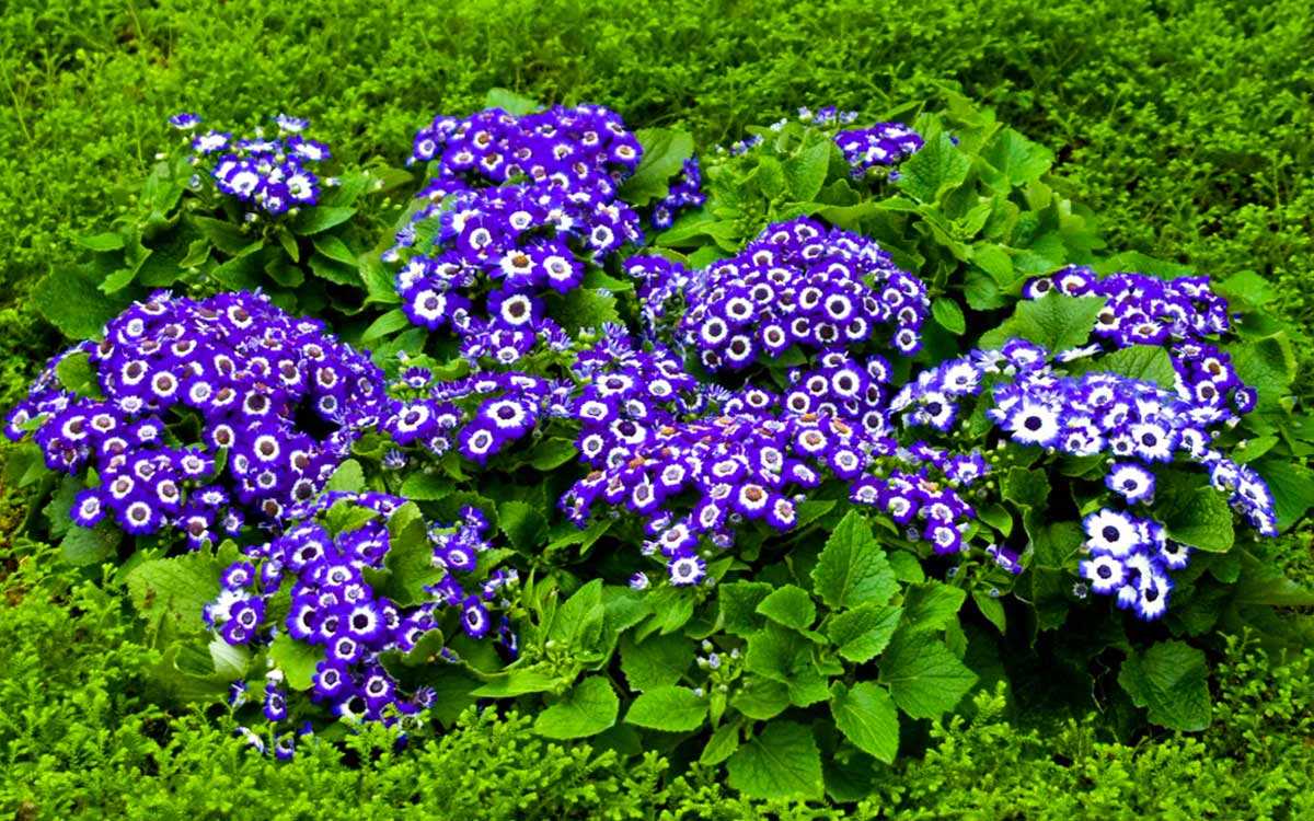 Cineraria hybrida dwarf mix 'Amigo Strain'