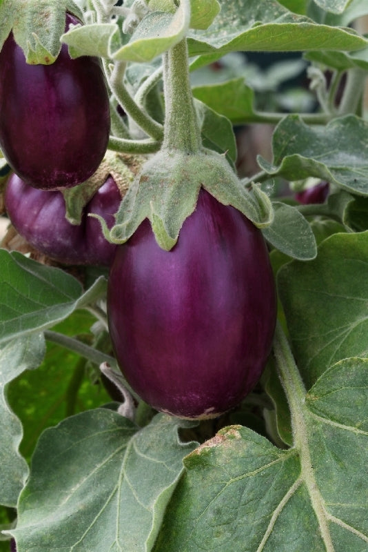Eggplant F1
