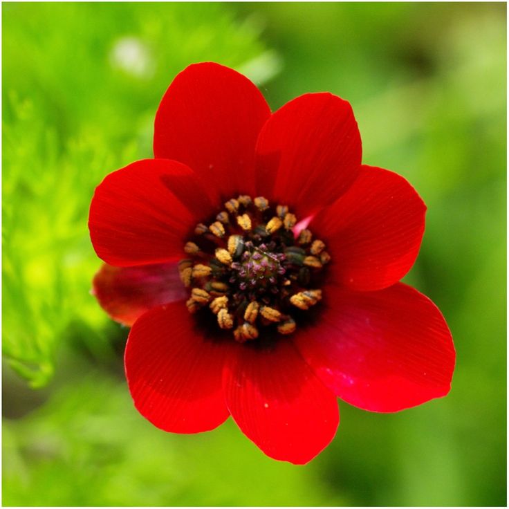Pheasants Eye