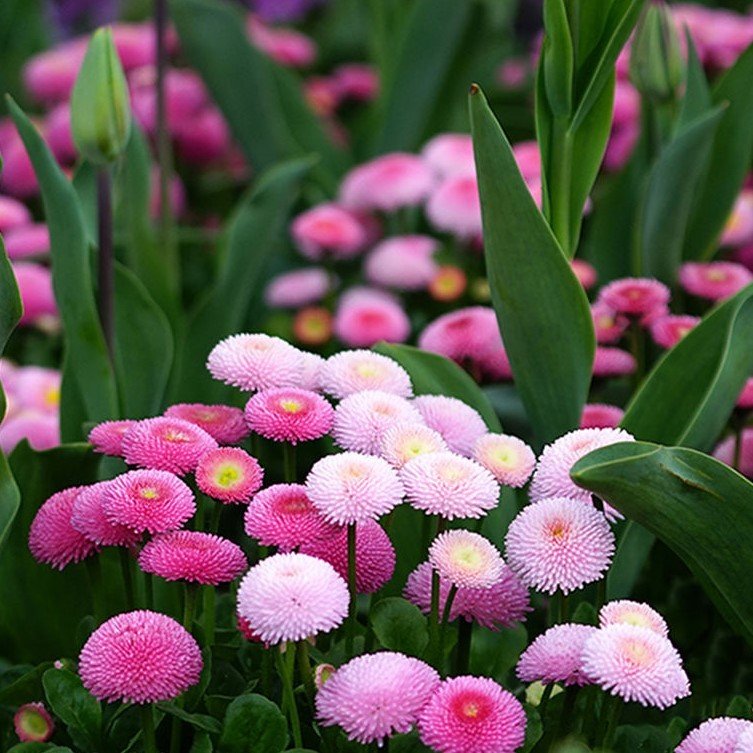 English Daisy