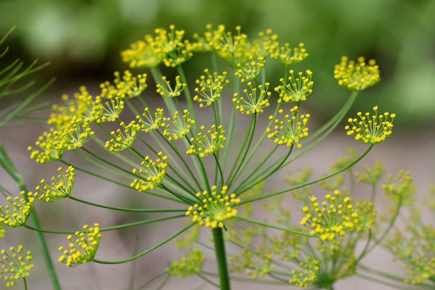 Dill - Anethum Graveolens