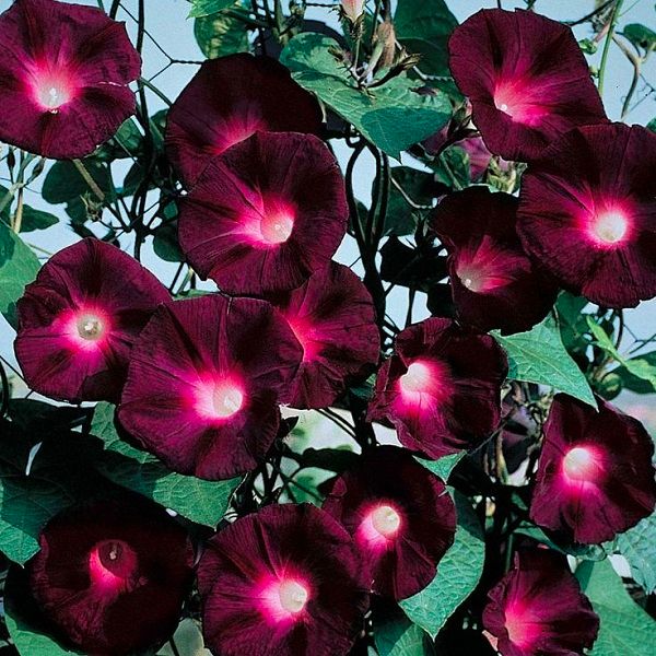 Knowlians Black Night Morning Glory