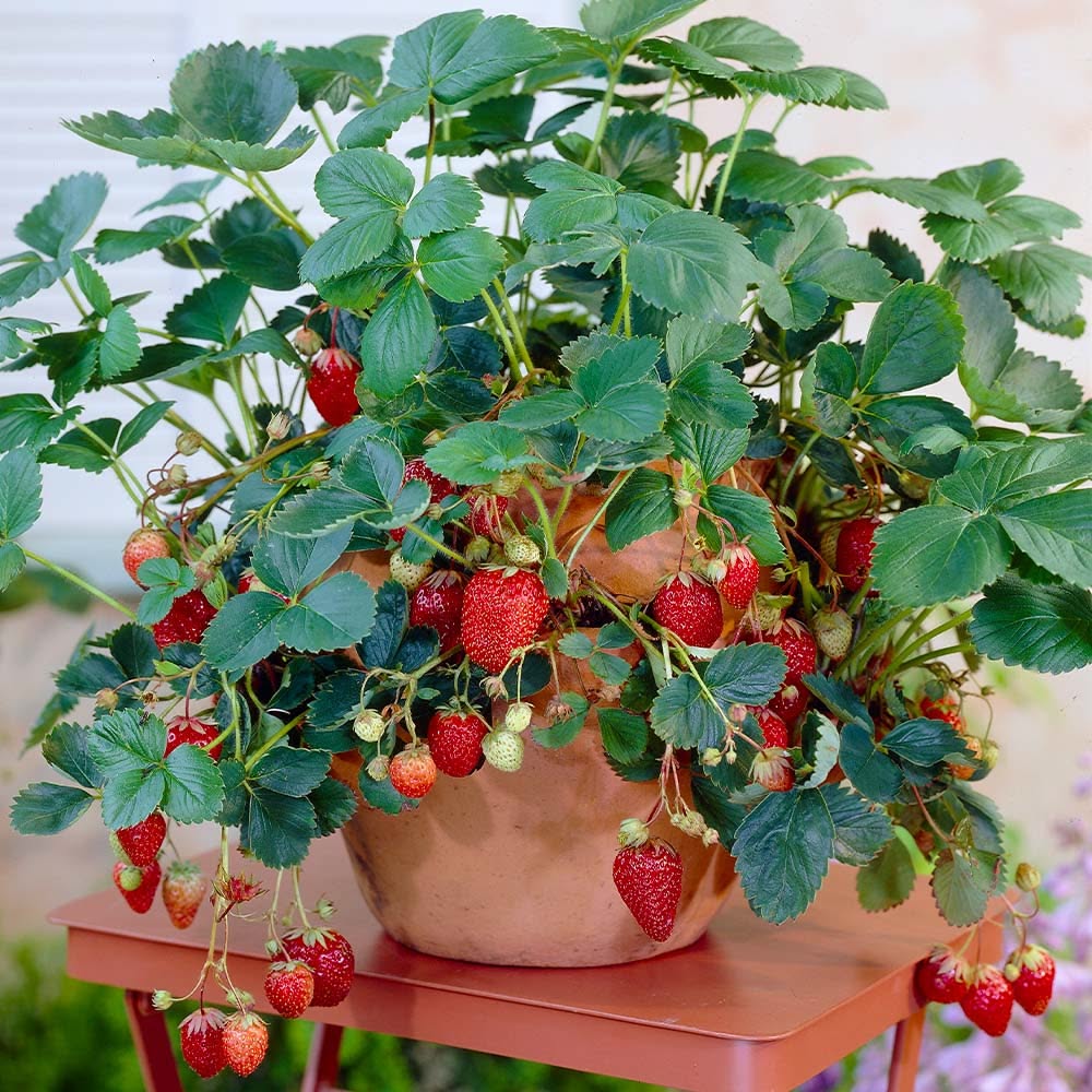 Scented Strawberry