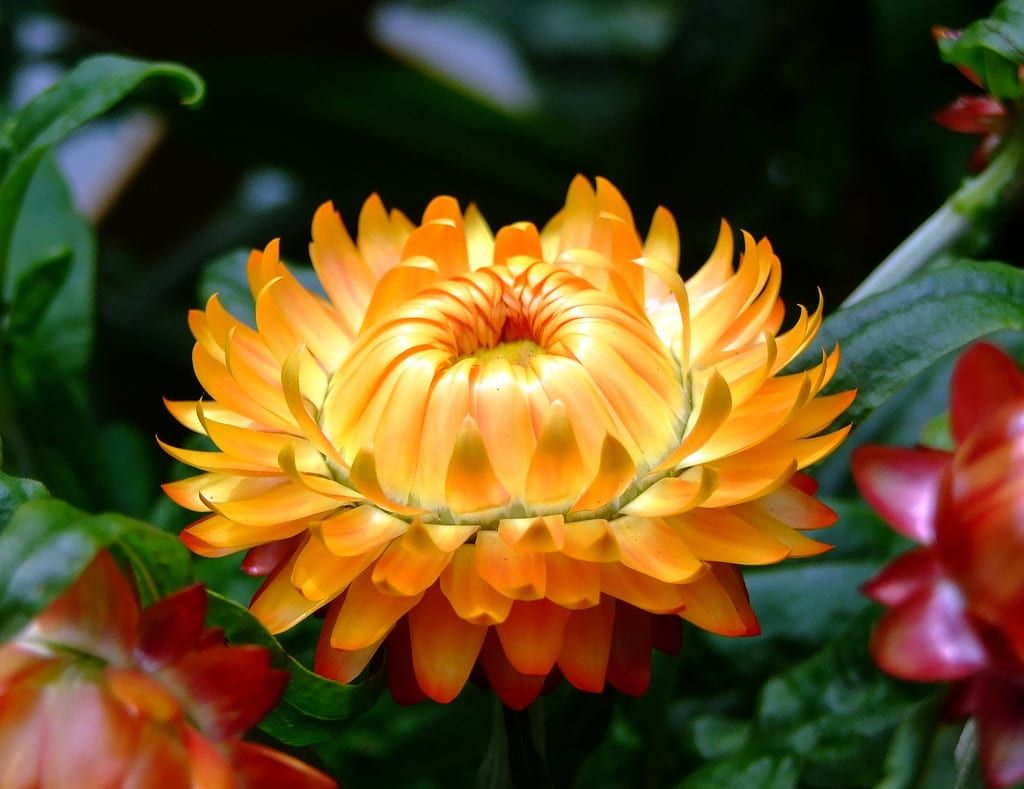 Mixed Strawflower